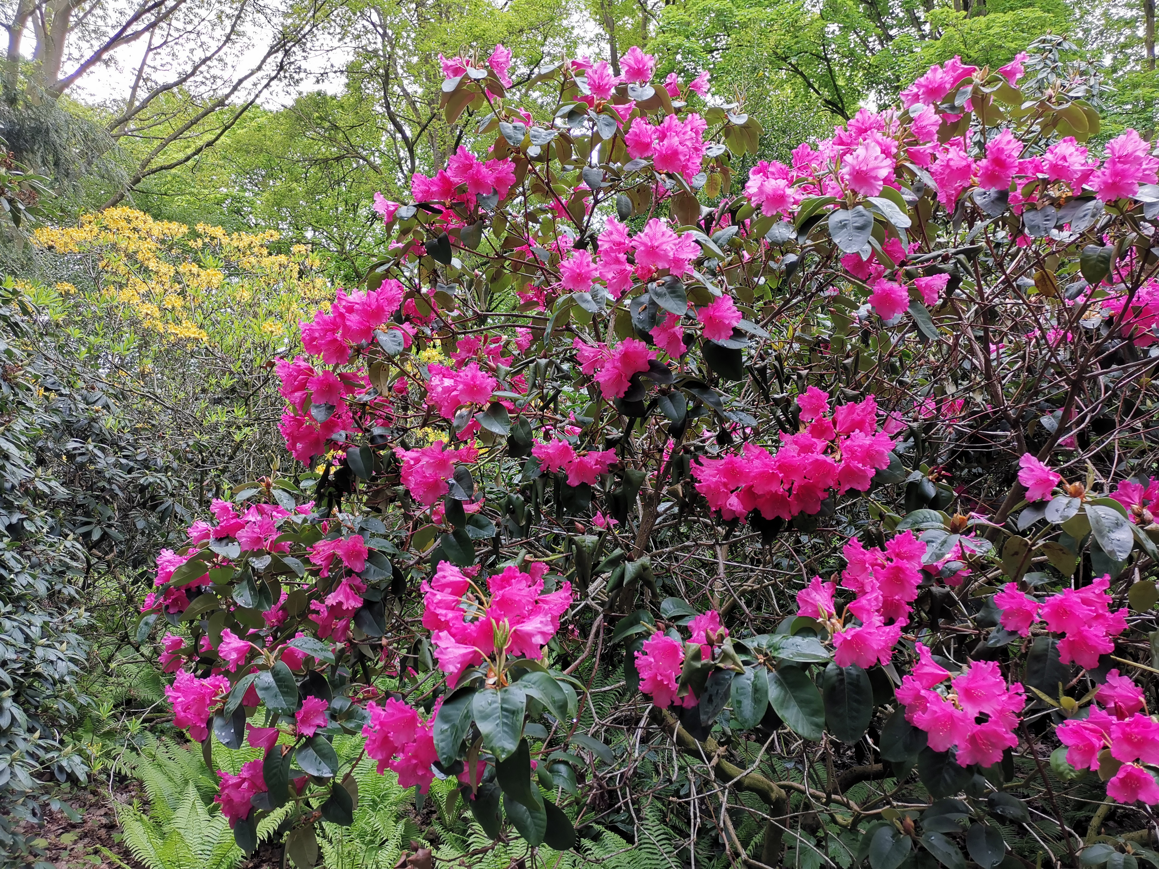 Rhododendron Mikroabenteuer - Bad Sassendorf
