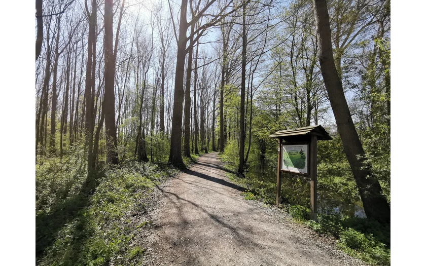 Bäume entlang der Rosenau.