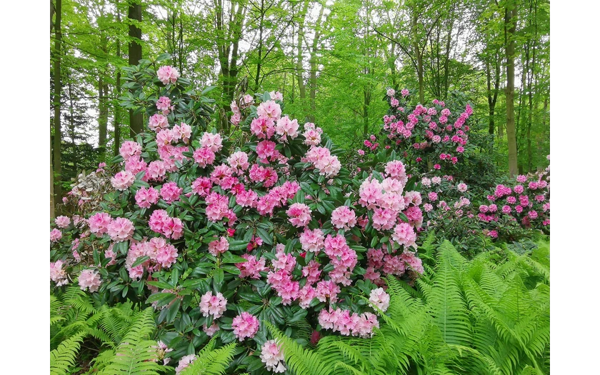 Rhododendronpark im Kurpark Bad Sassendorf