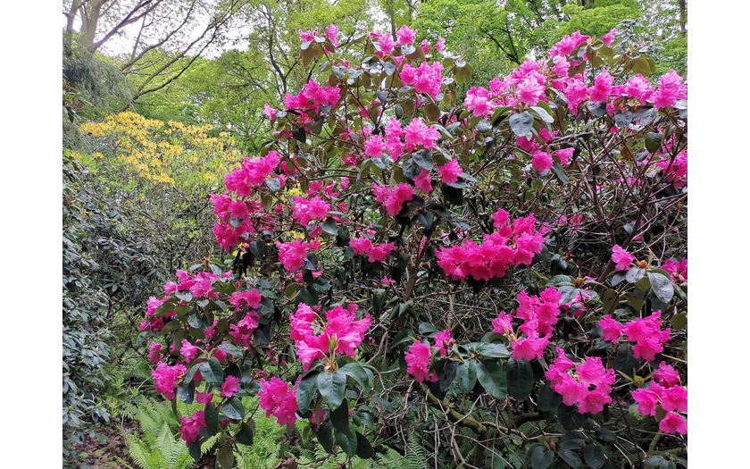 Rhododendron im Kurpark