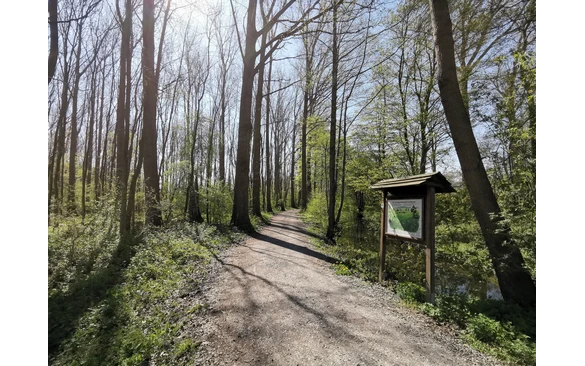 Bäume entlang der Rosenau.