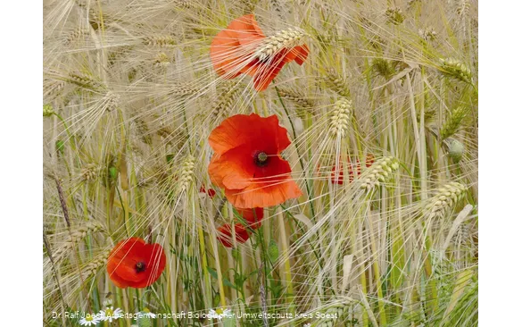 Mohn im Kornfeld
