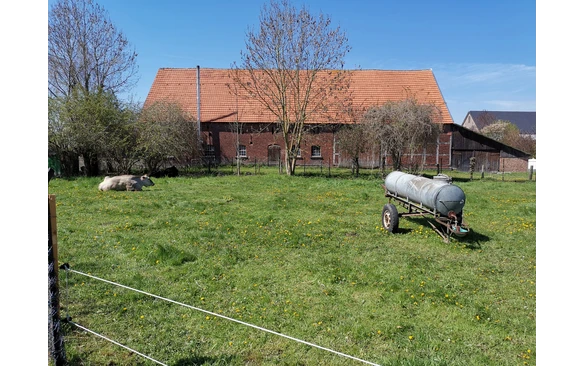 Tiere am Wegesrand in Weslarn.