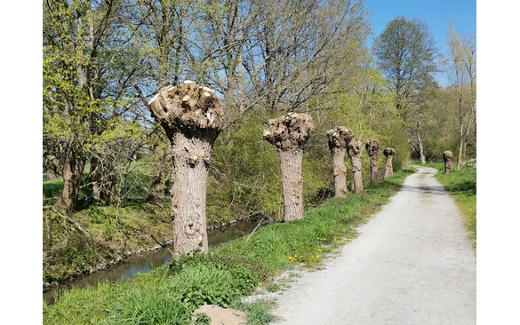 Die Kopfweiden am Wegesrand.
