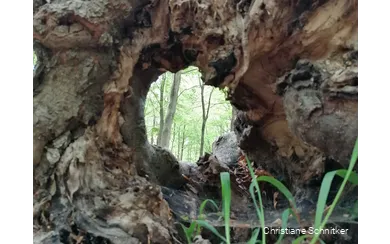 Im Kurpark Bad Sassendorf den Fokus auf Details in der Natur zu richten und wunderschön Verborgenes zu finden, ist Teil des Achtsamkeitsspaziergangs mit Christiane Schnitker.