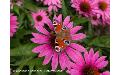 Augenblickmaltouren im Kurpark