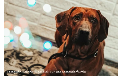 Hundeweihnachtsmarkt im Tagungs- und Kongresszentrum Bad Sassendorf