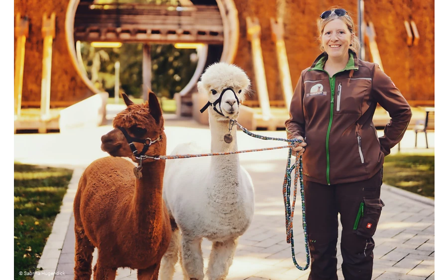 Alpaka-Spaziergang