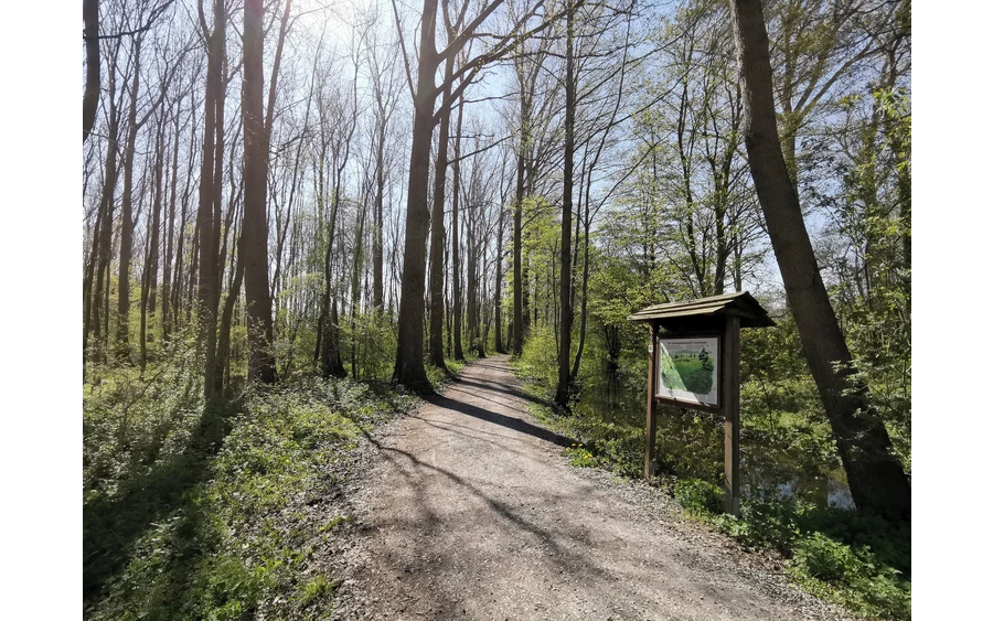 Bäume entlang der Rosenau.