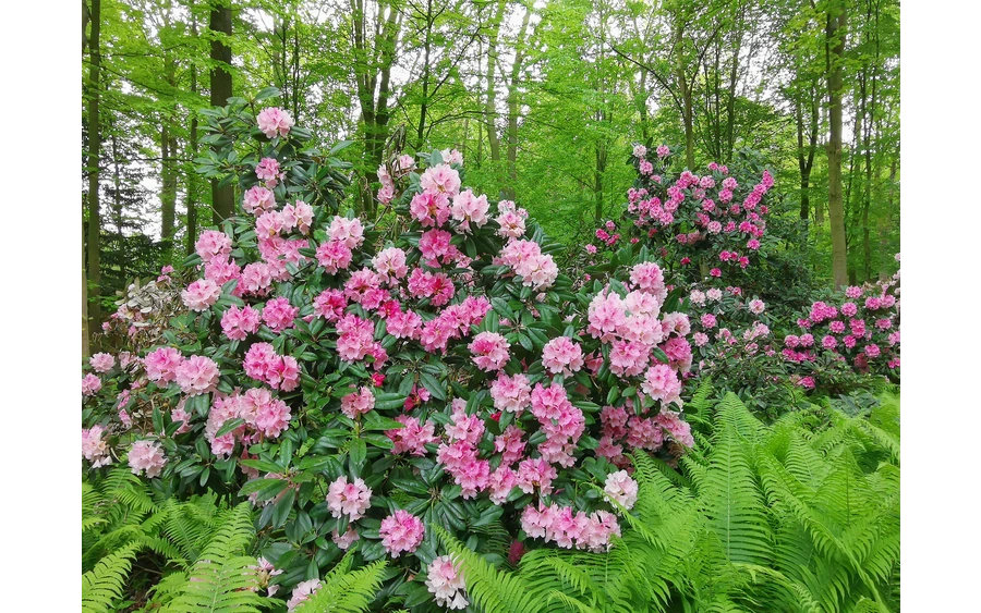 Rhododendronpark im Kurpark Bad Sassendorf