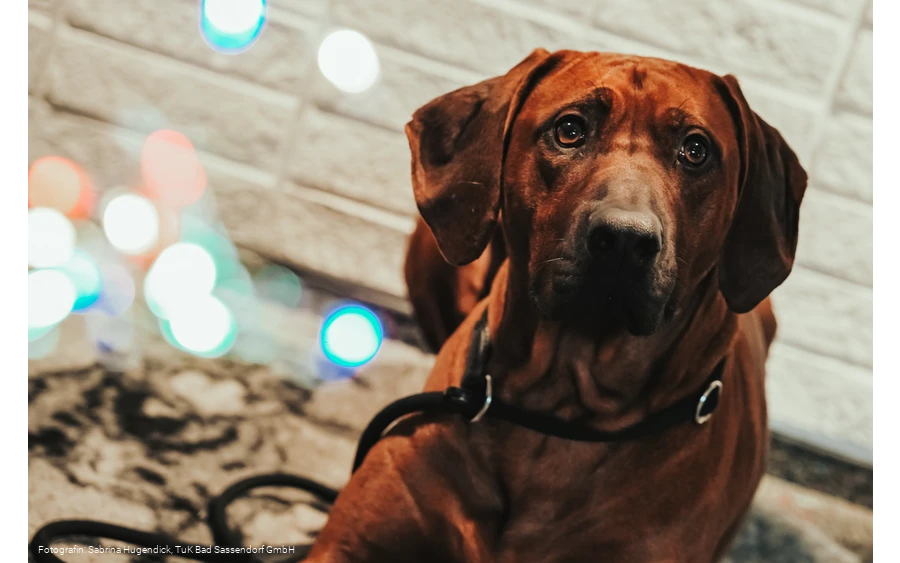 Hundeweihnachtsmarkt im Tagungs- und Kongresszentrum Bad Sassendorf