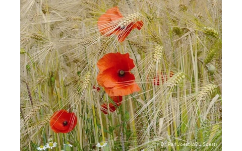 Mohn in der Soester Börde