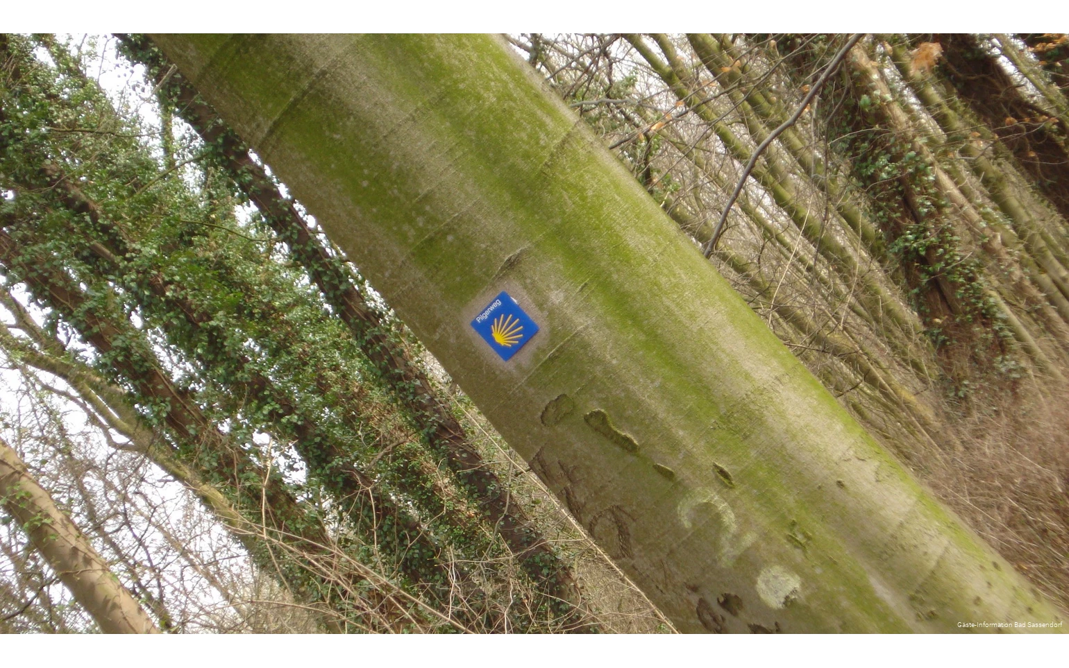 Der Jakobsweg und der Mythos um das Grab des Heiligen Jakobus faszinieren Jung und Alt auf der ganzen Welt. Auch Wege aus Westfalen führen dorthin. Der Weg von Höxter nach Bochum führt durch Bad Sassendorf.