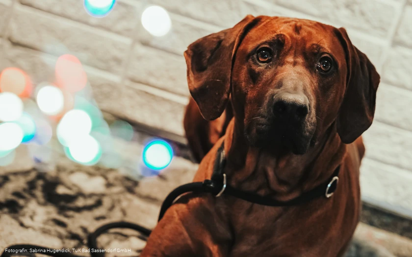 Hundeweihnachtsmarkt im Tagungs- und Kongresszentrum Bad Sassendorf