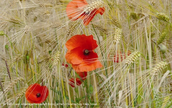 Mohn im Kornfeld