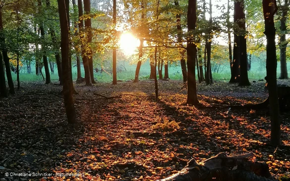 Waldbaden im Wintzingerode-Park