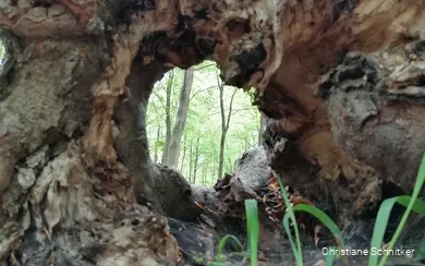 Im Kurpark Bad Sassendorf den Fokus auf Details in der Natur zu richten und wunderschön Verborgenes zu finden, ist Teil des Achtsamkeitsspaziergangs mit Christiane Schnitker.