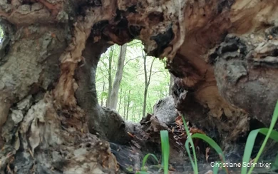 Im Kurpark Bad Sassendorf den Fokus auf Details in der Natur zu richten und wunderschön Verborgenes zu finden, ist Teil des Achtsamkeitsspaziergangs mit Christiane Schnitker.