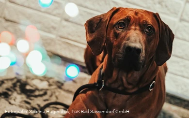 Hundeweihnachtsmarkt im Tagungs- und Kongresszentrum Bad Sassendorf