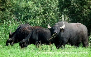 Wasserbüffel im Naturschutzgebiet Woeste bei Bettinghausen