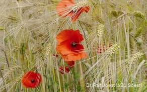 Mohn in der Soester Börde