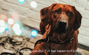 Hundeweihnachtsmarkt im Tagungs- und Kongresszentrum Bad Sassendorf