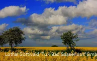 Rapsfeld in der Soester Börde