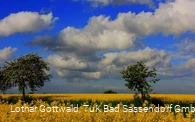 Rapsfeld in der Soester Börde