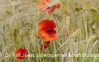 Mohn im Kornfeld