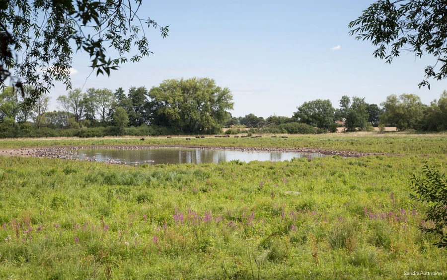 Das Naturschutzgebiet Woeste in Bad Sassendorf-Ostinghausen zählt zu den Höhepunkten entlang der neuen LEADER-Radroute Wasser.Wege.Winkel durch die Region Lippe-Möhnesee.