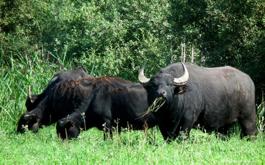 Wasserbüffel im Naturschutzgebiet Woeste bei Bettinghausen