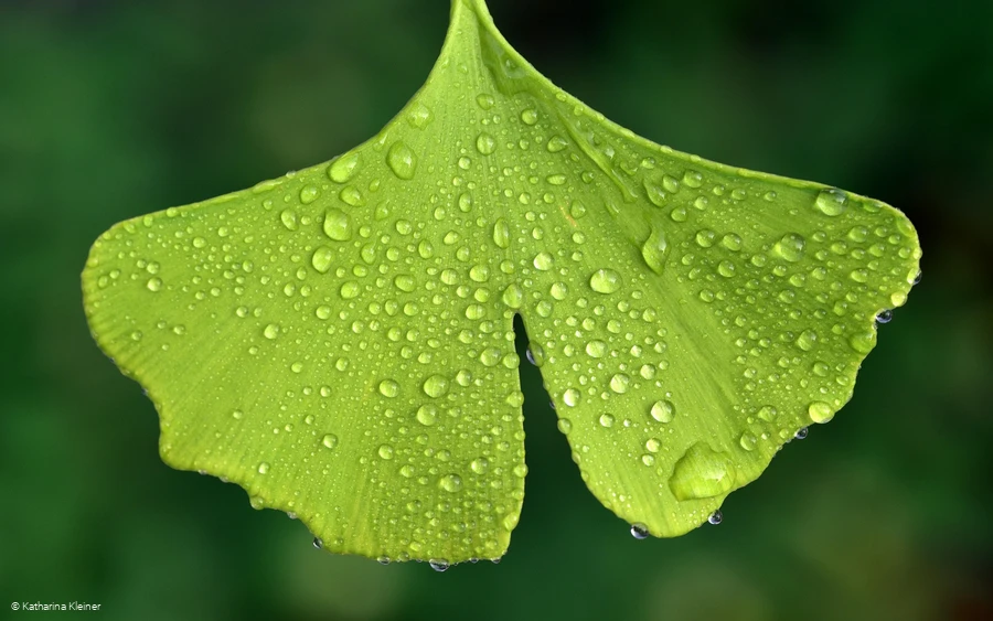 Heilung und Sicherheit 30.07.2026