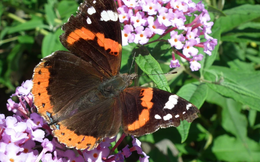 Augenblickmaltouren im Kurpark