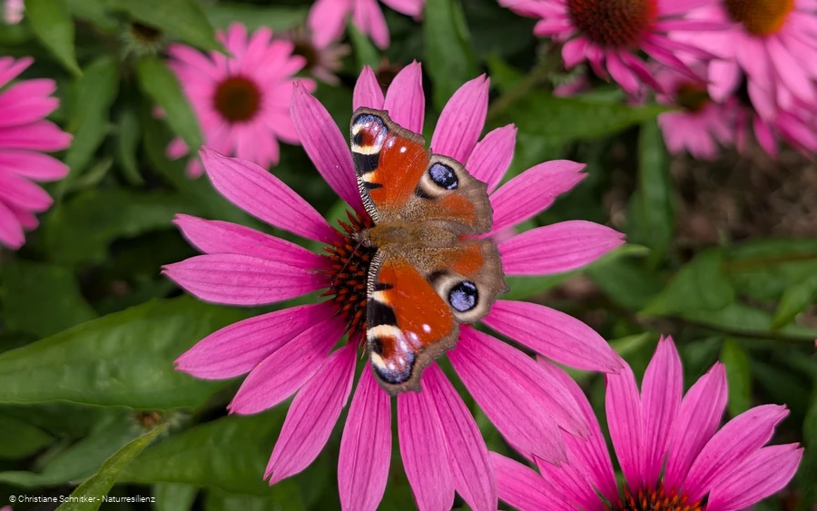 Augenblickmaltouren im Kurpark