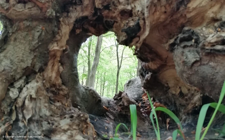 Kleine Atem-Auszeit Waldbaden