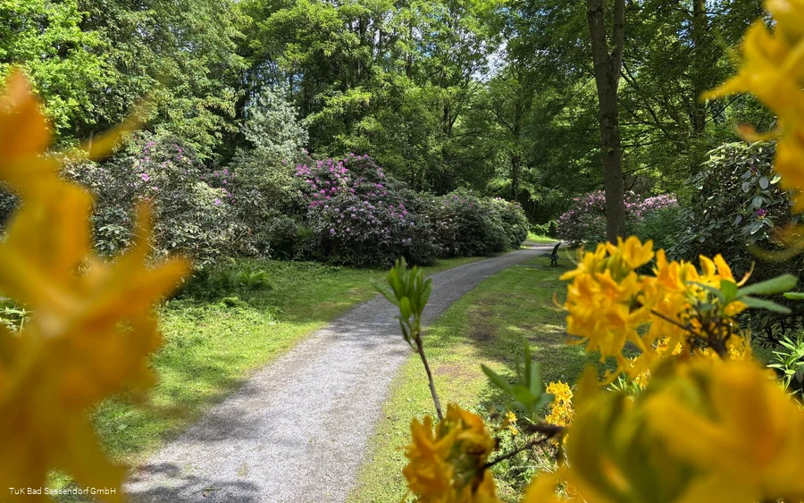 Rhododendrenpark Bad Sassendorf