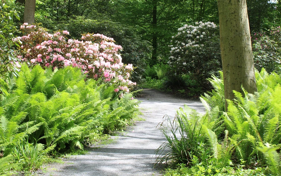 Rhododendrenpark Bad Sassendorf