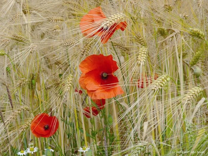 Mohn in der Soester B&ouml;rde