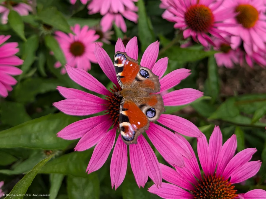 Augenblickmaltouren im Kurpark