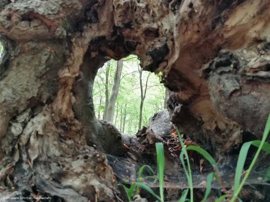 Kleine Atem-Auszeit Waldbaden