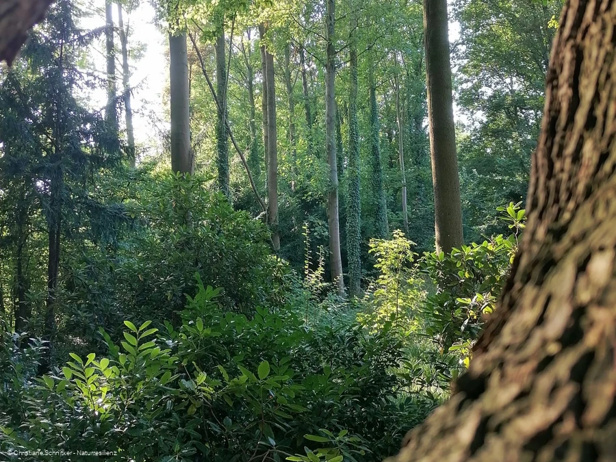 Kleine Atem-Auszeit Waldbaden