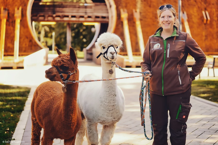 Alpaka-Spaziergang