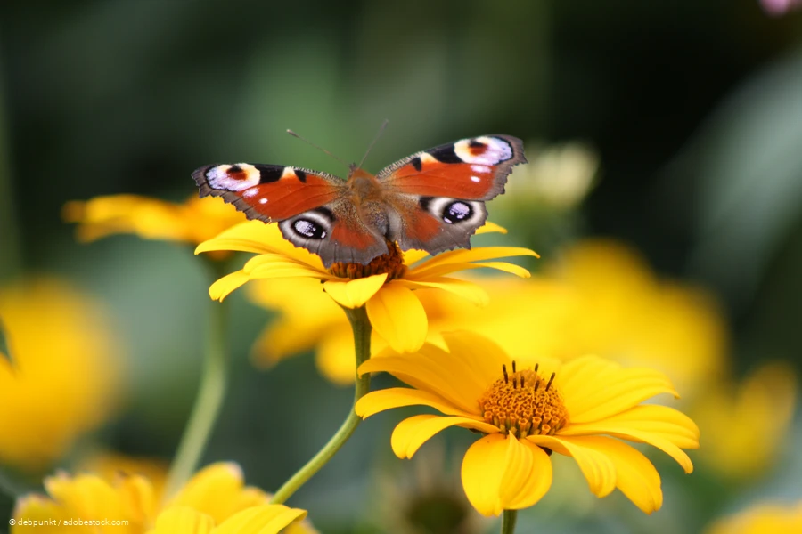 Gl&uuml;ck - 11.01.2024