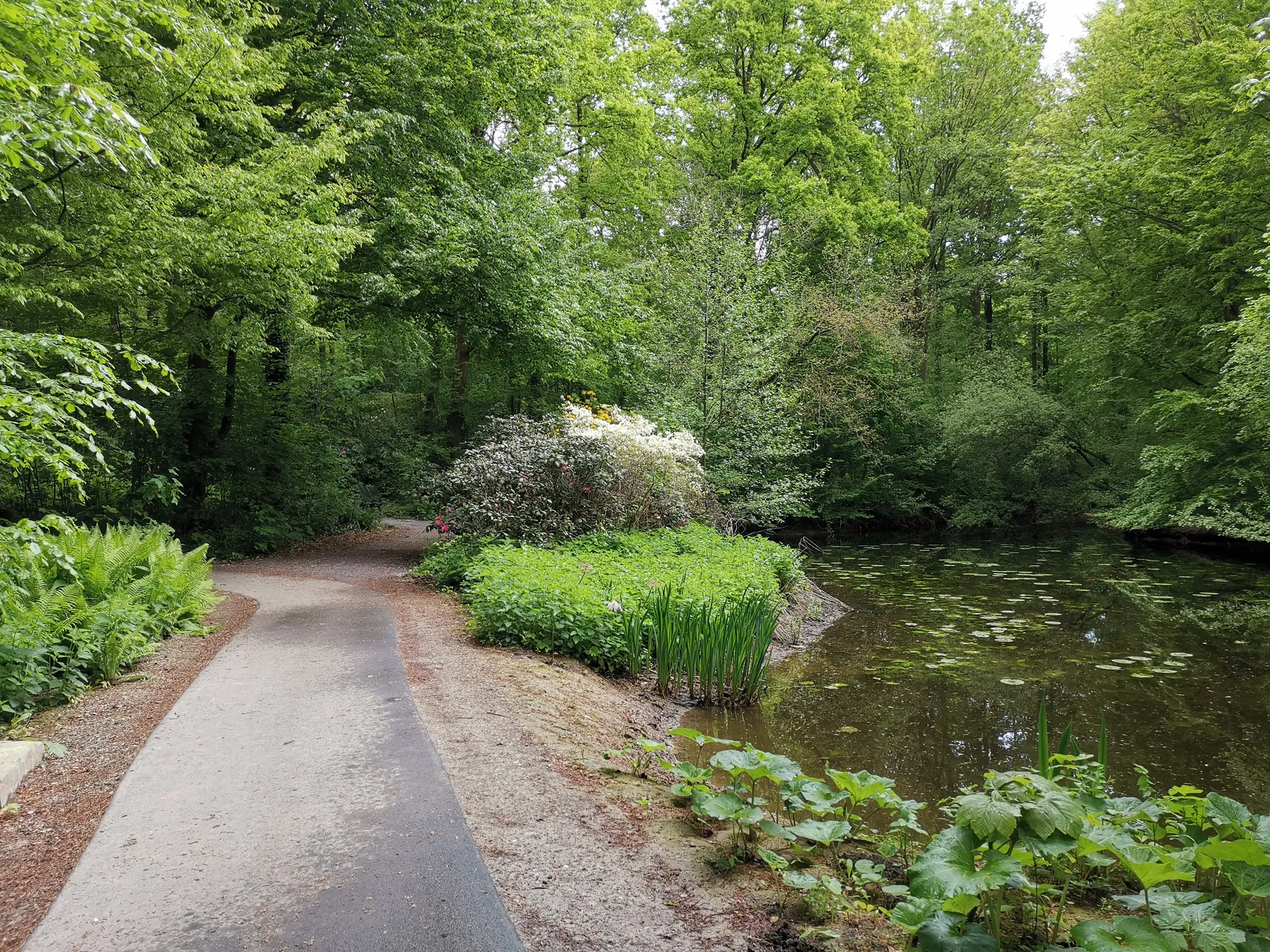 Rhododendronpark im Kurpark Bad Sassendorf