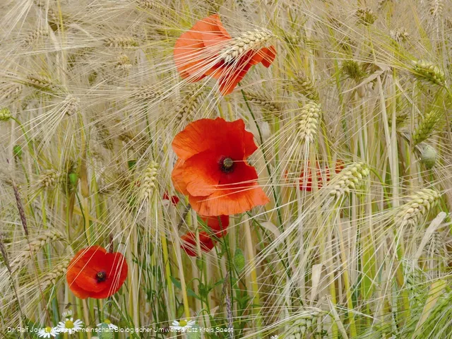 Mohn im Kornfeld