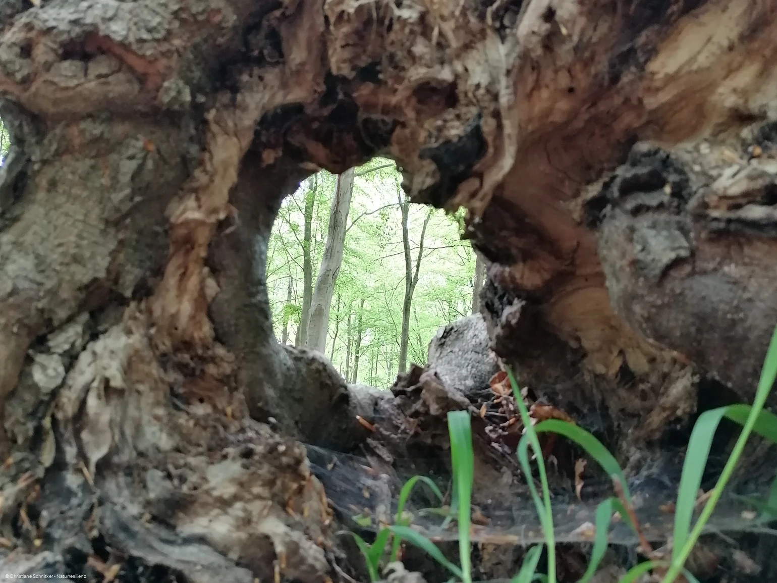 Kleine Atem-Auszeit Waldbaden
