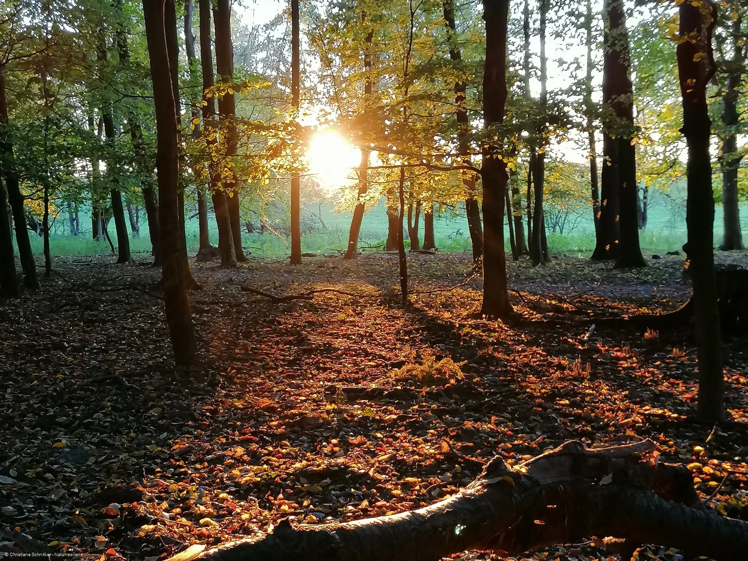 Waldbaden im Wintzingerode-Park