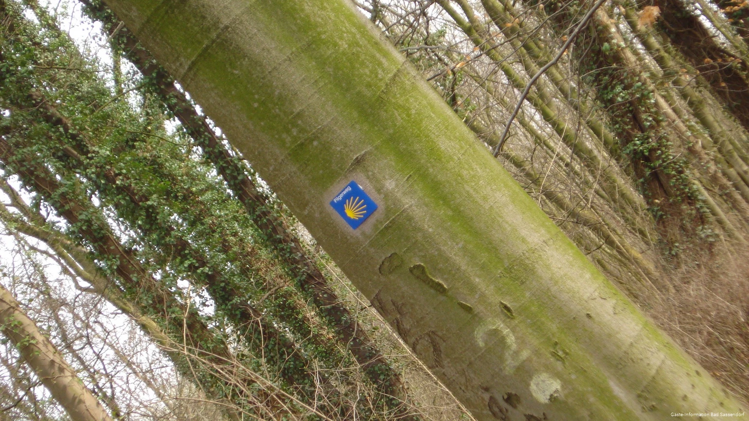 Der Jakobsweg und der Mythos um das Grab des Heiligen Jakobus faszinieren Jung und Alt auf der ganzen Welt. Auch Wege aus Westfalen führen dorthin. Der Weg von Höxter nach Bochum führt durch Bad Sassendorf.