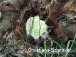 Im Kurpark Bad Sassendorf den Fokus auf Details in der Natur zu richten und wunderschön Verborgenes zu finden, ist Teil des Achtsamkeitsspaziergangs mit Christiane Schnitker.
