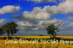 Rapsfeld in der Soester Börde